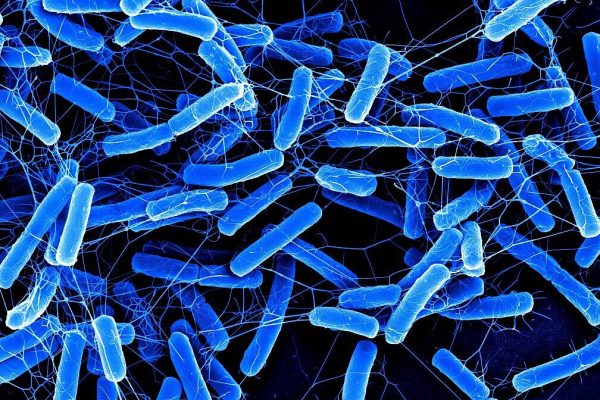 csm_hzi_wiss_clostridium_mr_005_c2e4172002